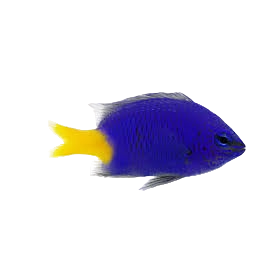Yellowtail Damsel