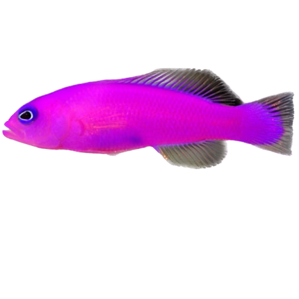 Purple Dottyback