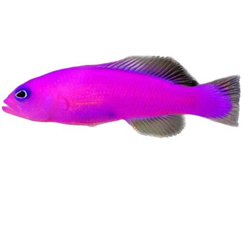 Purple Dottyback