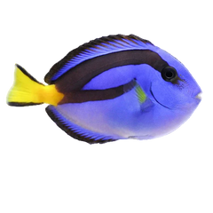 Collection image for: 150 Gallons et Plus