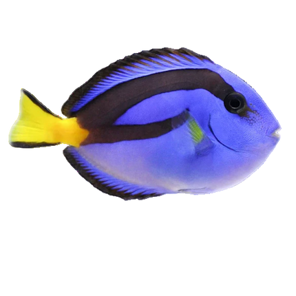 Blue Hippo Tang