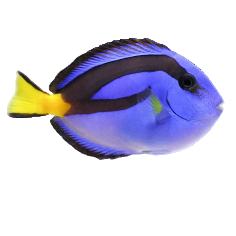 Blue Hippo Tang