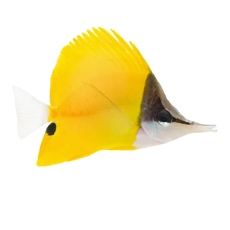 Long Nose Butterfly