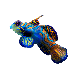 Green Mandarin