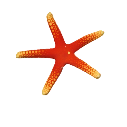 Yellow Tip Fromia Starfish