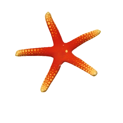Yellow Tip Fromia Starfish