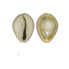 Gold Ring Cowrie