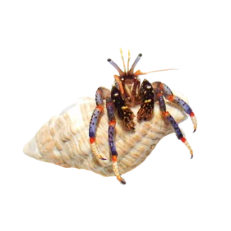 Blue leg Hermit Crab