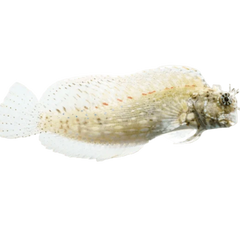 Collection image for: Aquarium 4