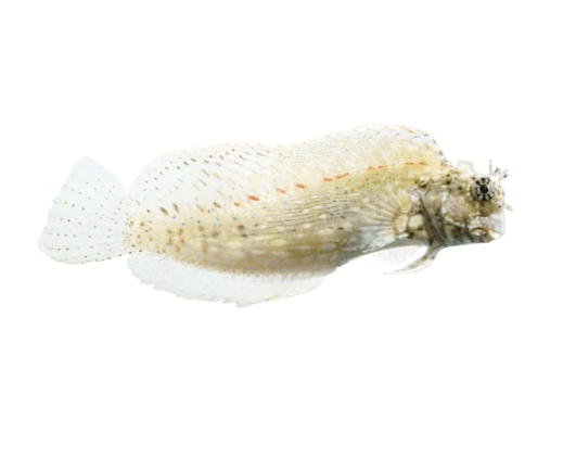 Lawnmower Blenny