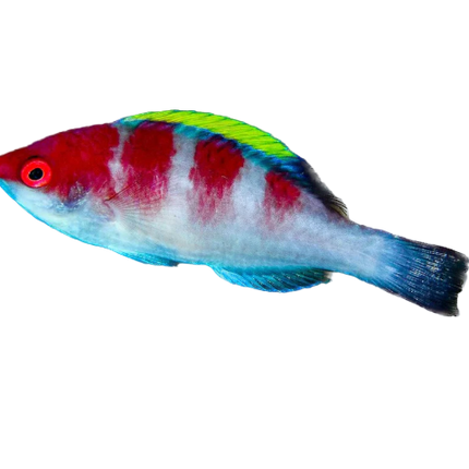 Yellowfin Fairy Wrasse