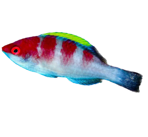 Yellowfin Fairy Wrasse