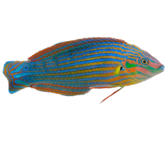 Collection image for: Aquarium 2