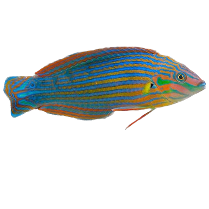 Melanurus Wrasse