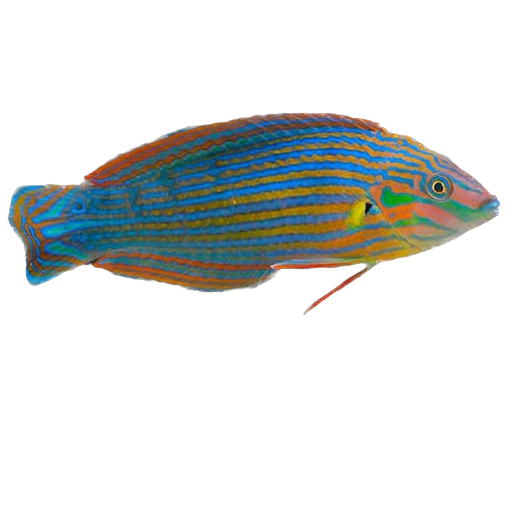 Melanurus Wrasse (Mâle)