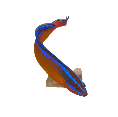 Neon Dottyback