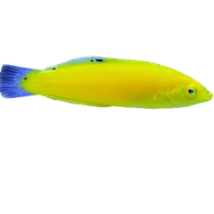 Collection image for: 50-100 Gallons