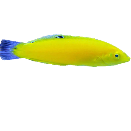 Yellow Coris Wrasse