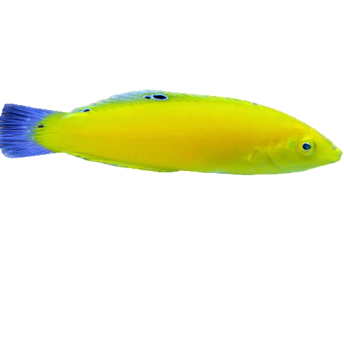Yellow Coris Wrasse
