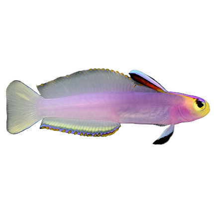 Helfrechi Firefish