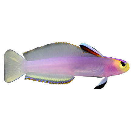Helfrechi Firefish