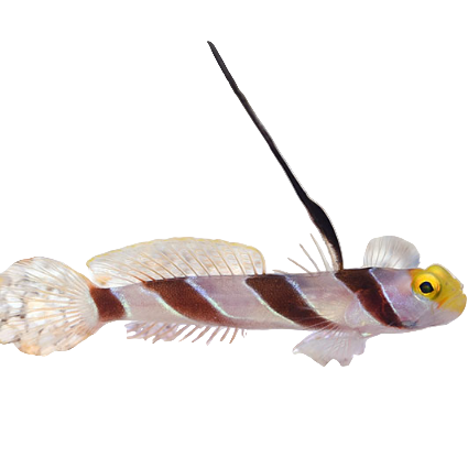 Hi Fin Goby