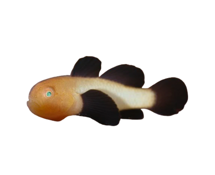 Panda Clown Goby