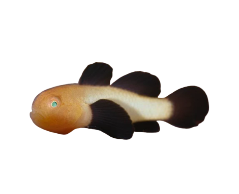 Panda Clown Goby