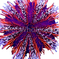 Halloween Urchin
