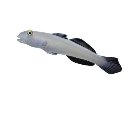 Sixspot Sleeper Goby