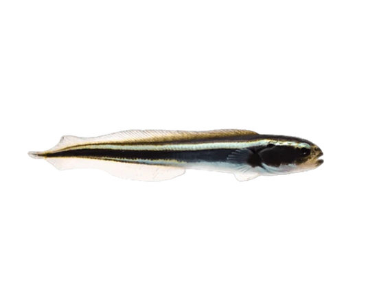 Engineer Goby