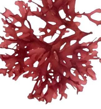 Dragon Tongue Macroalgue ( Petite portion)