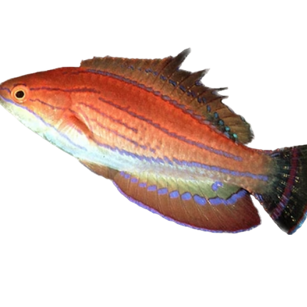Carpenter’s Flasher Wrasse (Mâle)