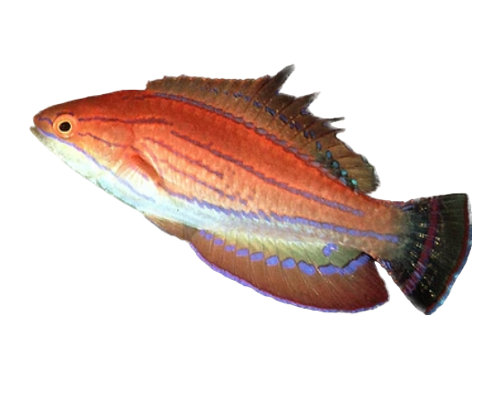 Carpenter’s Flasher Wrasse (Mâle)
