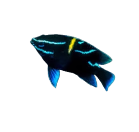 Blue Neon Velvet Damsel