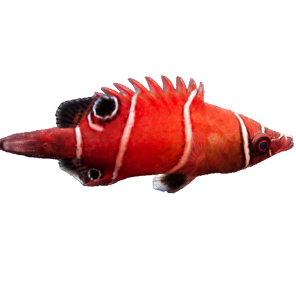 Tanaka's Pygmy Wrasse