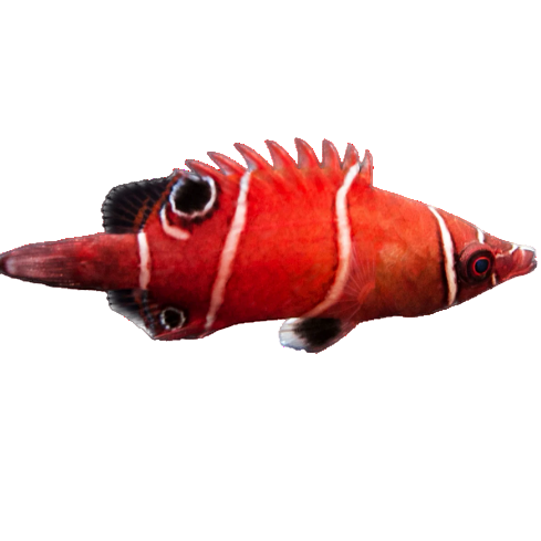 Tanaka's Pygmy Wrasse