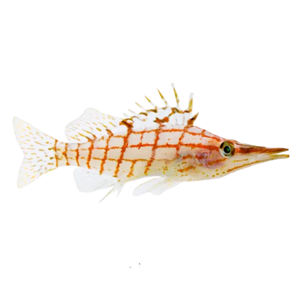 Long Nose Hawkfish