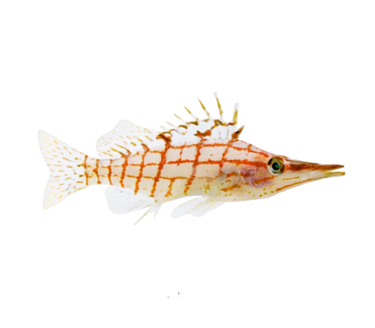 Long Nose Hawkfish