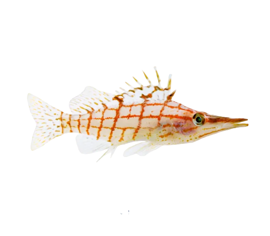 Long Nose Hawkfish