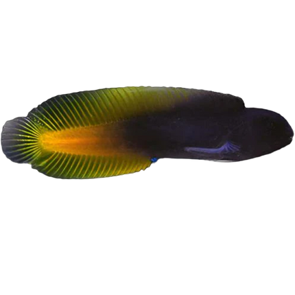 Yellow Tail Black Blenny