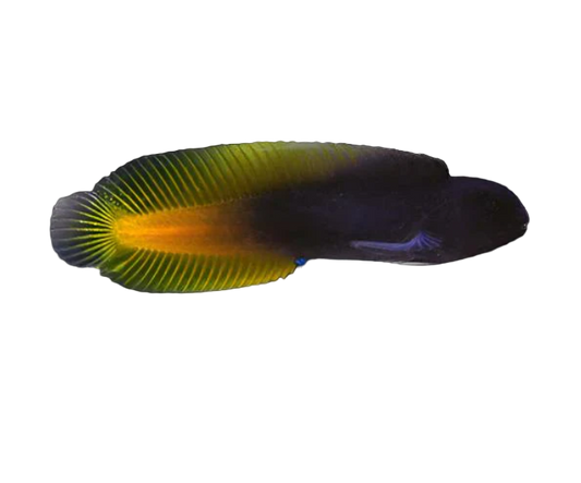 Yellow Tail Black Blenny