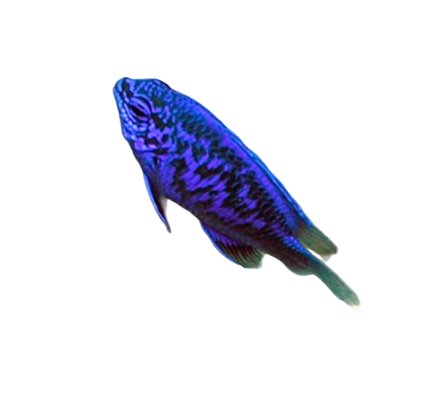 Springeri Damsel