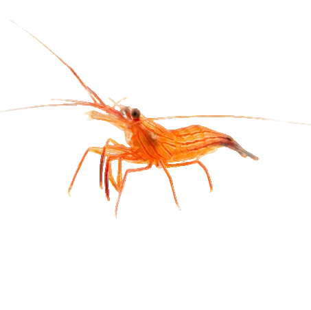 Peppermint Shrimp