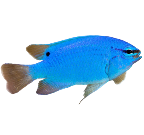 Blue Damsel