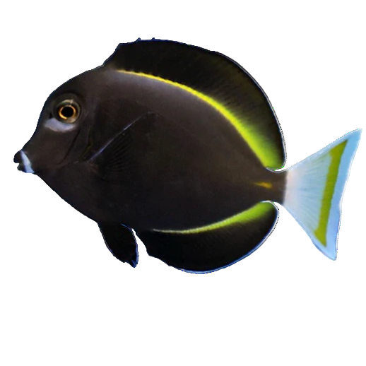 White Cheek Tang
