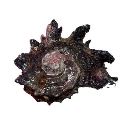 Dragon Thorn Turbo Snail