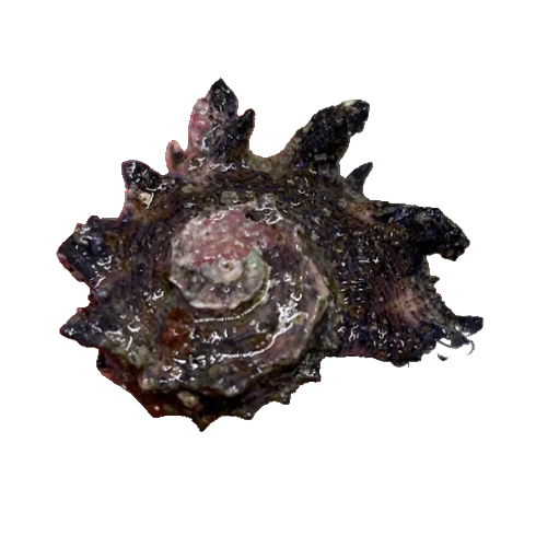 Dragon Thorn Turbo Snail