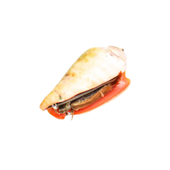Strawberry Conch