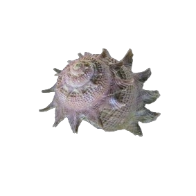 Ninja Star Snail